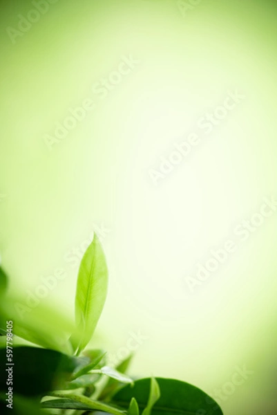 Fototapeta Beautiful nature view of green leaf on blurred greenery background in garden and sunlight with copy space using as background natural green plants landscape, ecology, fresh wallpaper concept.