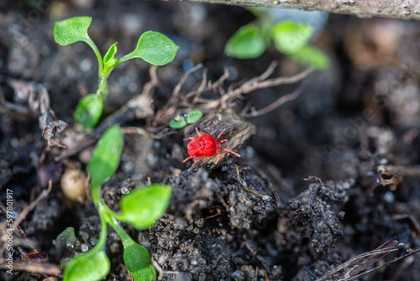 Obraz Neotrombicula autumnalis - harvest red velvet mite