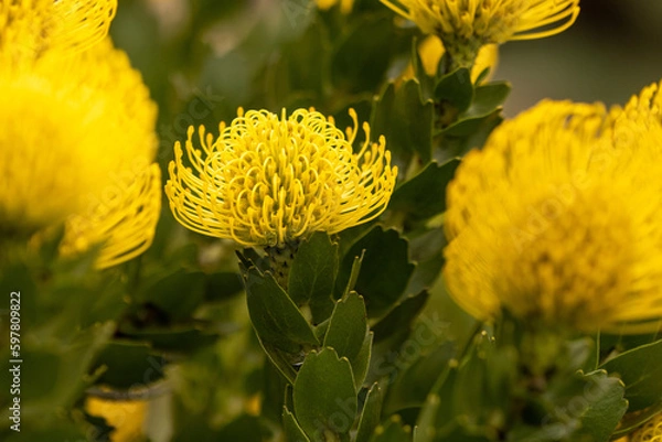 Obraz Yellow flowers