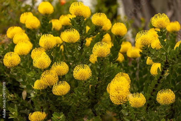 Fototapeta close up of yellow flowers in the garden
