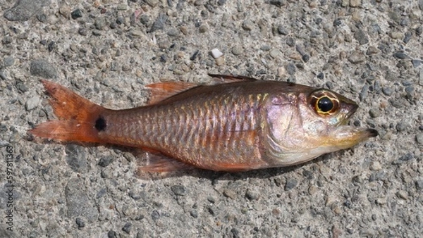 Obraz 釣魚　クロホシイシモチ　クローズアップ