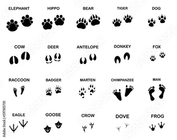 Fototapeta Large set of animal and bird footprints isolated on white.