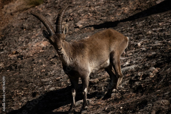 Obraz Chèvre sauvage 
