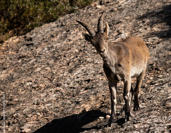 Obraz Chèvre sauvage