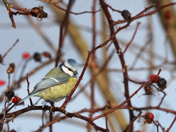 Obraz Blue Tit on a branch of wild rose - winter