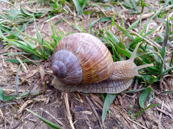 Fototapeta A snail on the ground in field