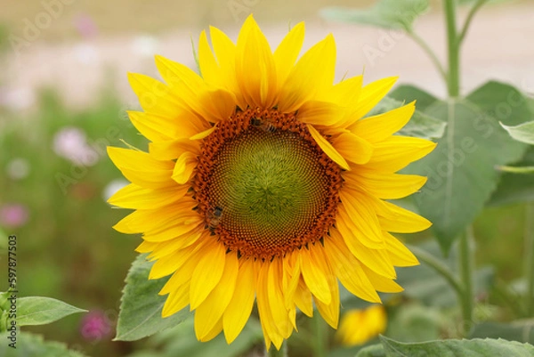 Fototapeta Bees on Sunflower