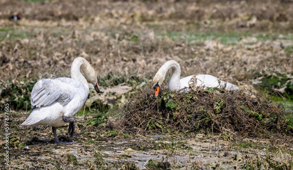 Fototapeta Close up of pair of Mute Swans building nest on mudflats in Poole Harbour - one sat on nest