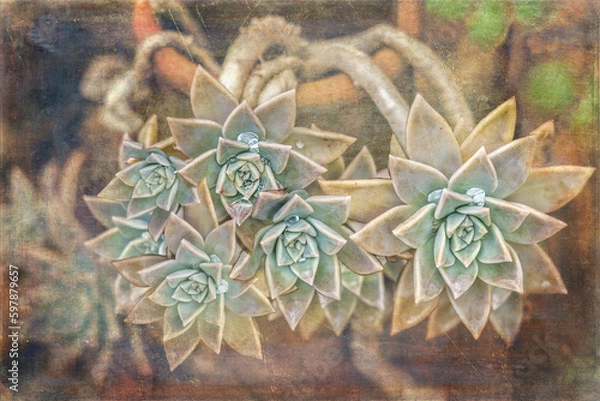 Obraz Sparkling Succulents