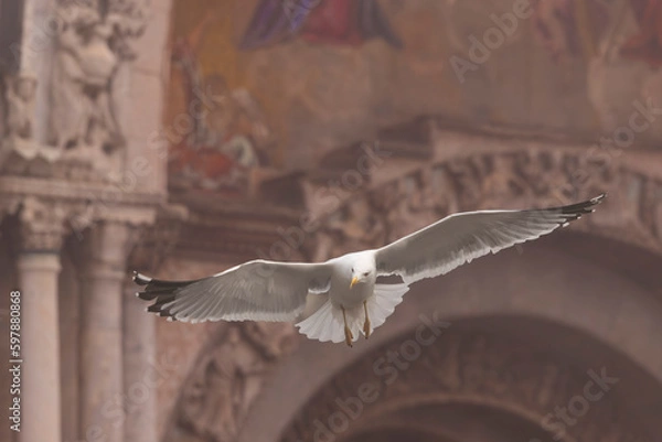 Obraz Beautiful Gabbiani flying and looking down