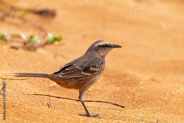 Fototapeta sparrow on the ground