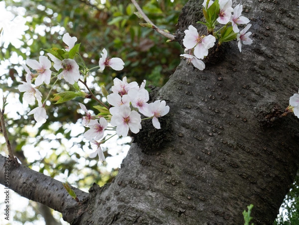 Obraz 桜