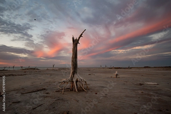 Fototapeta Árbol seco con sus raíces expuestas, cielo de fondo con colores del atardecer, no gente