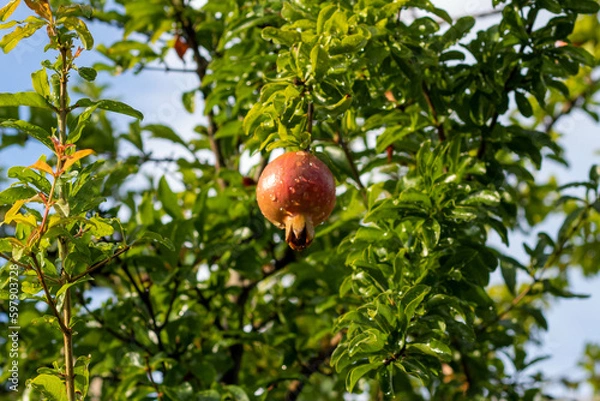 Obraz ザクロの実