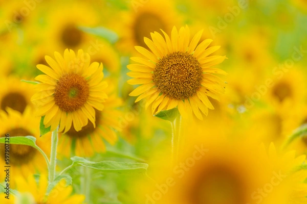 Obraz 丹生の丘のひまわり畑