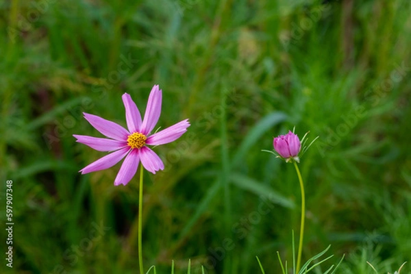 Obraz オオハルシャギク
