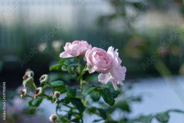 Obraz セプタードアイル