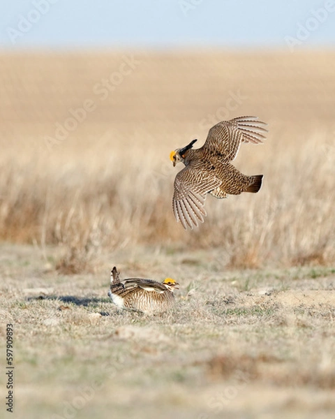 Fototapeta Two Male Lesser Prairie Chickens Displaying Sparring For Female Attention at a Lek in Kansas in the Spring