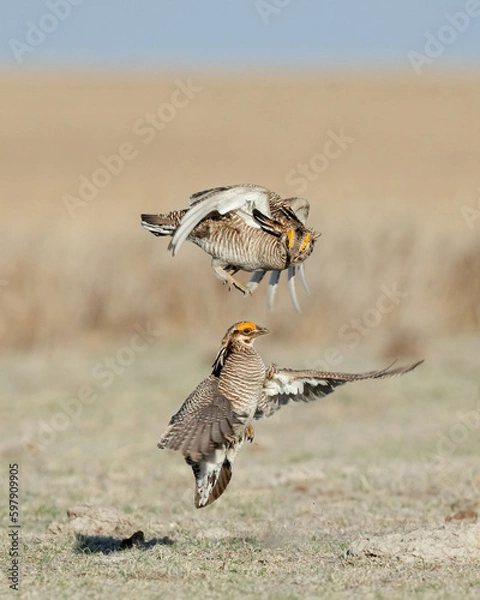 Obraz A Pair of Male Lesser Prairie Chickens Displaying and  Fighting At a Lek in Kansas in the Spring