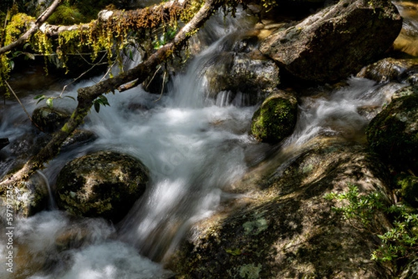 Fototapeta stream in the forest