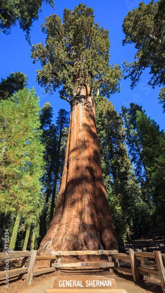 Obraz General Sherman Tree