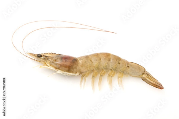 Obraz Fresh shrimp isolated on white background ,top view ,flat lay.