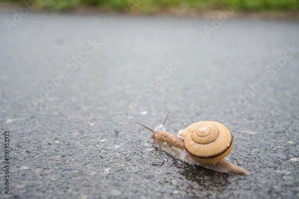 Fototapeta カタツムリ