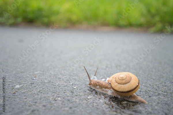 Obraz カタツムリ