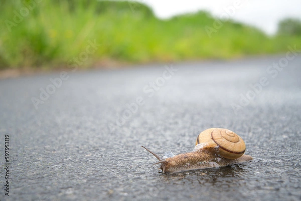 Obraz カタツムリ