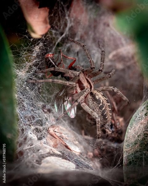 Obraz Spider hunting