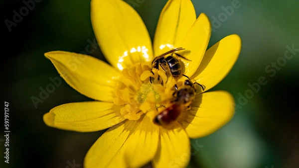 Fototapeta Galict team