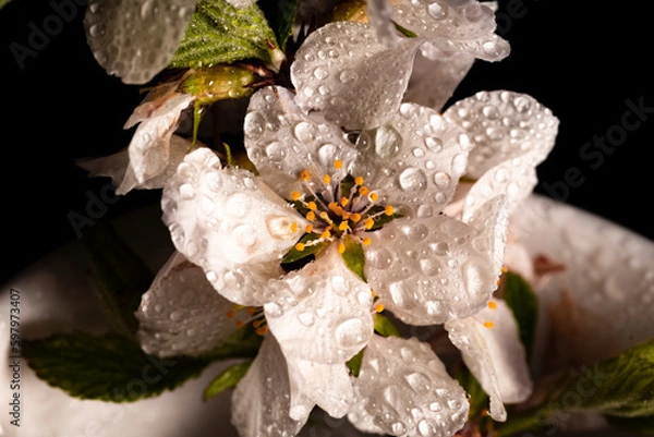 Obraz Cherry blossom