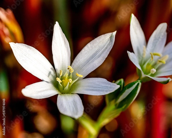 Obraz Spring flowers