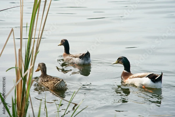 Fototapeta 3羽のカモ