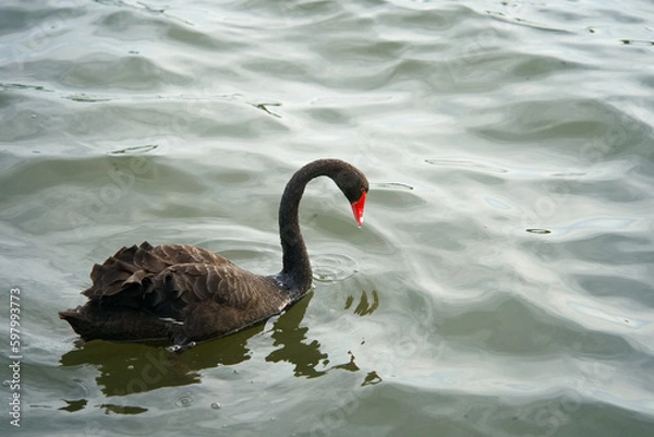 Obraz コクチョウ