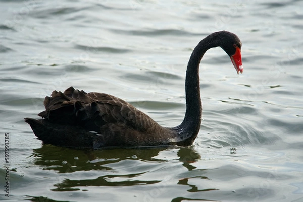 Obraz コクチョウ