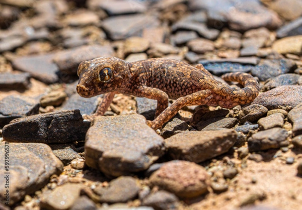 Fototapeta desert macro