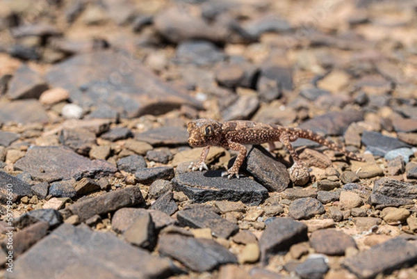 Fototapeta desert macro