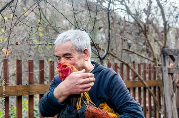 Obraz portrait of a farmer man holding a rooster with his hands