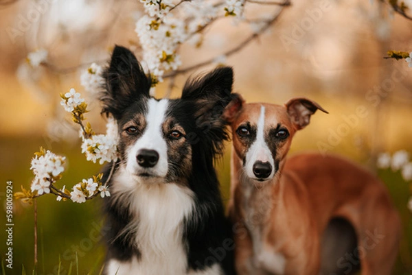 Fototapeta Dwa psy border collie i whippet pozują do zdjęcia w sadzie jabłoni o zachodzie słońca