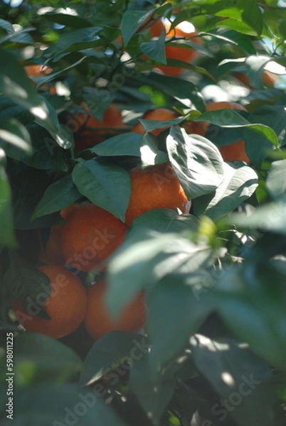 Obraz Orange tree 