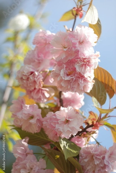 Obraz pink cherry blossoms