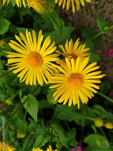 Obraz yellow  flower