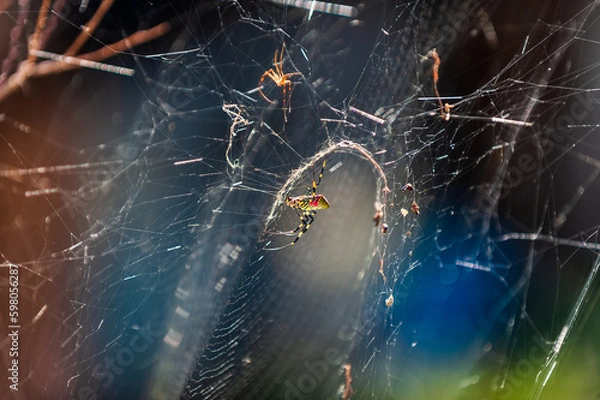 Fototapeta 蜘蛛