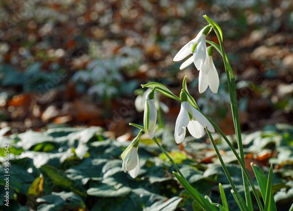 Fototapeta Close up of a clump Snowdrops in bloom 