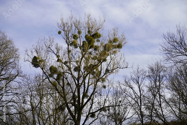Obraz Mistel Bäume Misteln