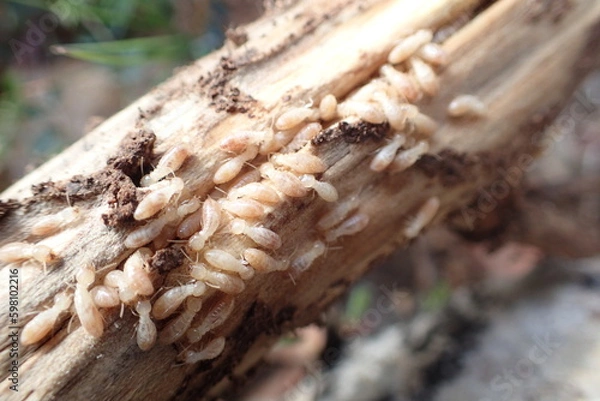 Obraz Termitas en una rama.