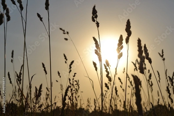 Obraz grass at sunset