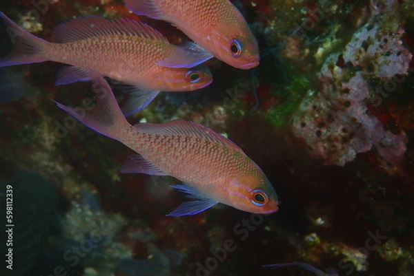 Obraz Trescolas, Anthias anthias