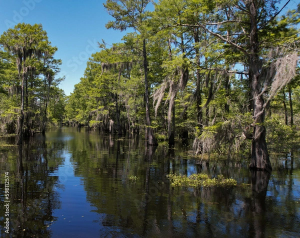 Fototapeta In a pipeline path through the Louisiana cypress tree forest bayou and swamp